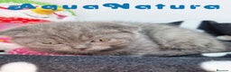 Scottish Fold gatos en venta: Scottish Fold Macho 9137 - AQUANATURA en Barcelona - Anuncio 3