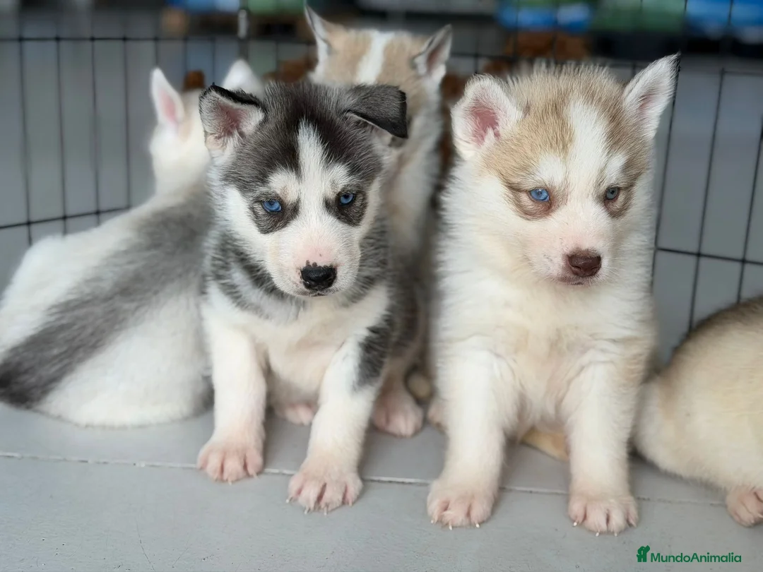 Husky Siberiano perros en venta: HUSKY  - Anuncio 1