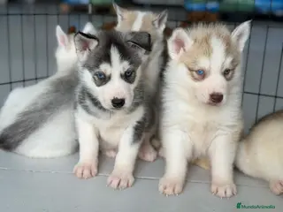 Husky Siberiano perros HUSKY - Anuncio 1
