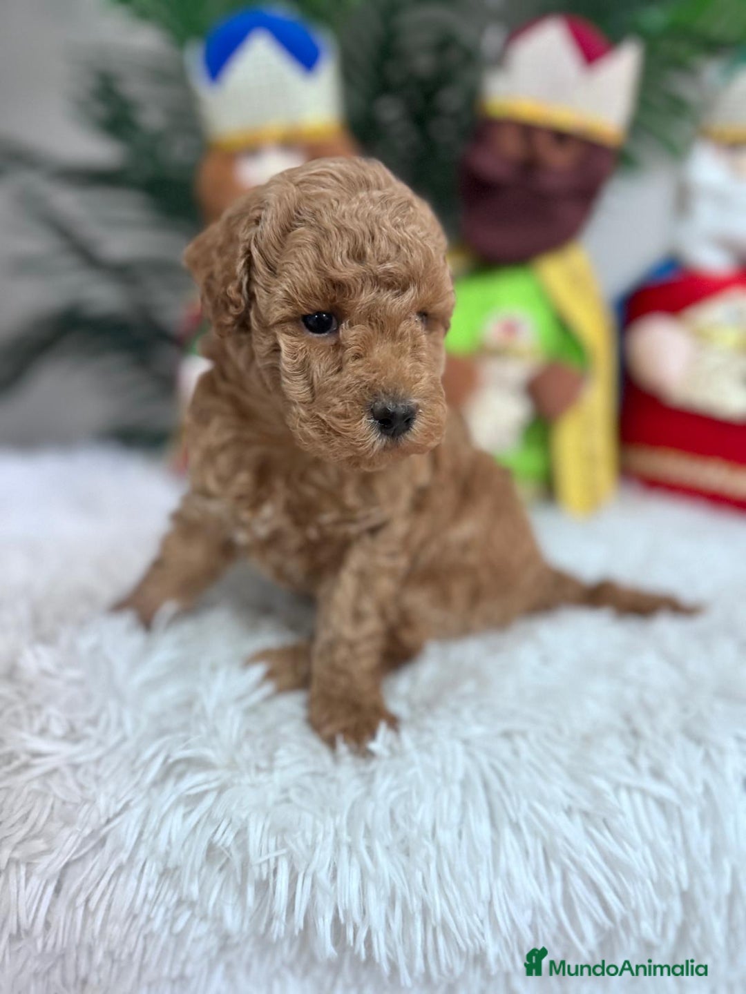 Caniche Toy perros en venta: CANICHE TOY - Anuncio 3