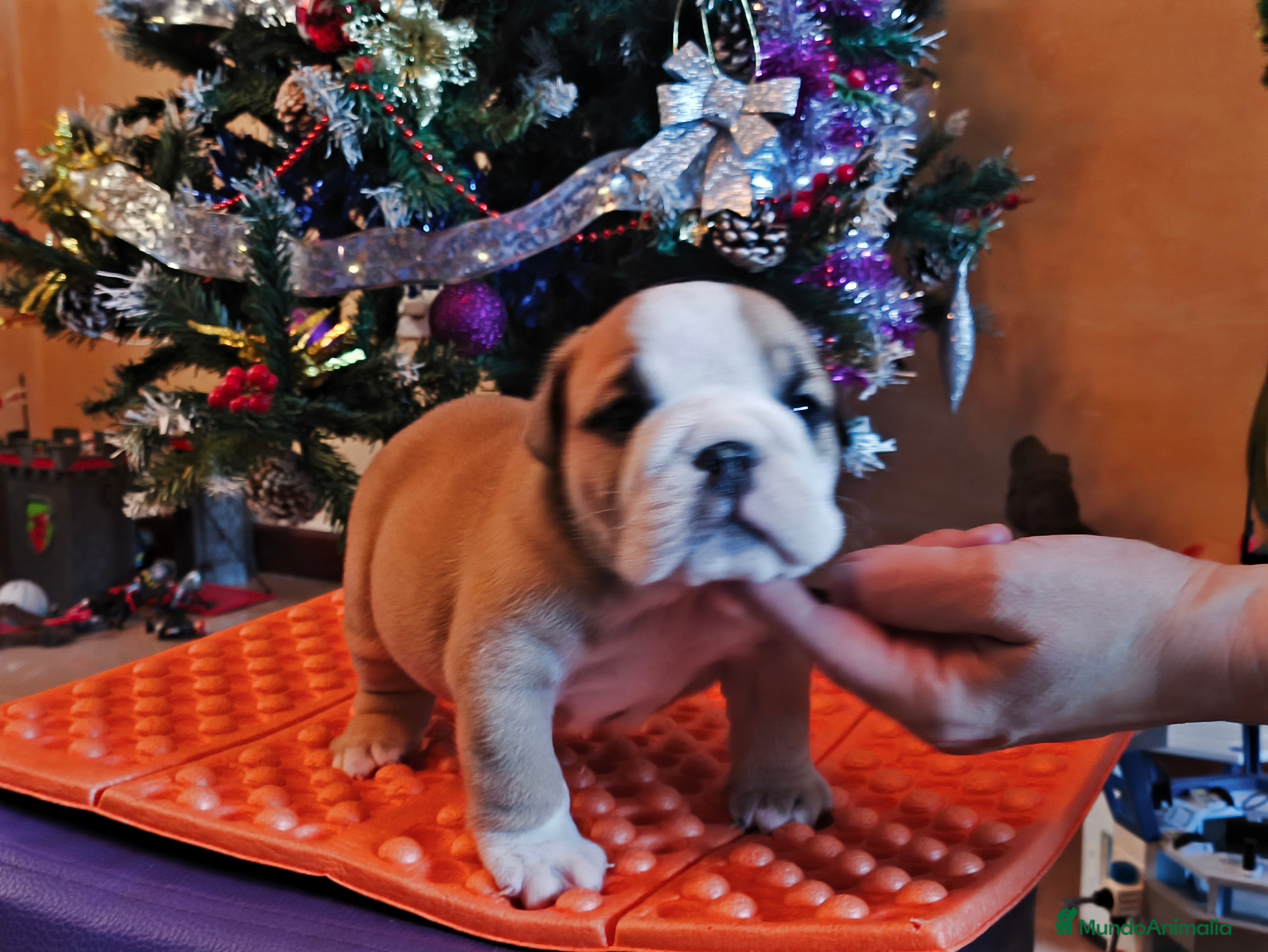 Bulldog Inglés perros Bulldog ingles de calidad MACHO  - Anuncio 2