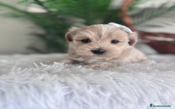 Maltipoo perros en venta: MALTIPOO MACHO - Imagen 12