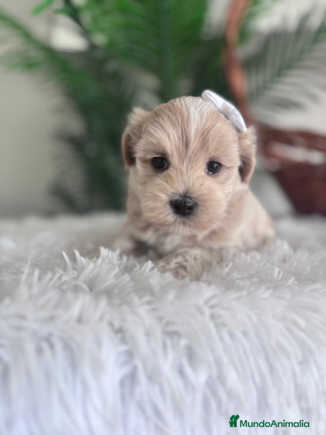 Maltipoo perros en venta: MALTIPOO MACHO - Imagen 12