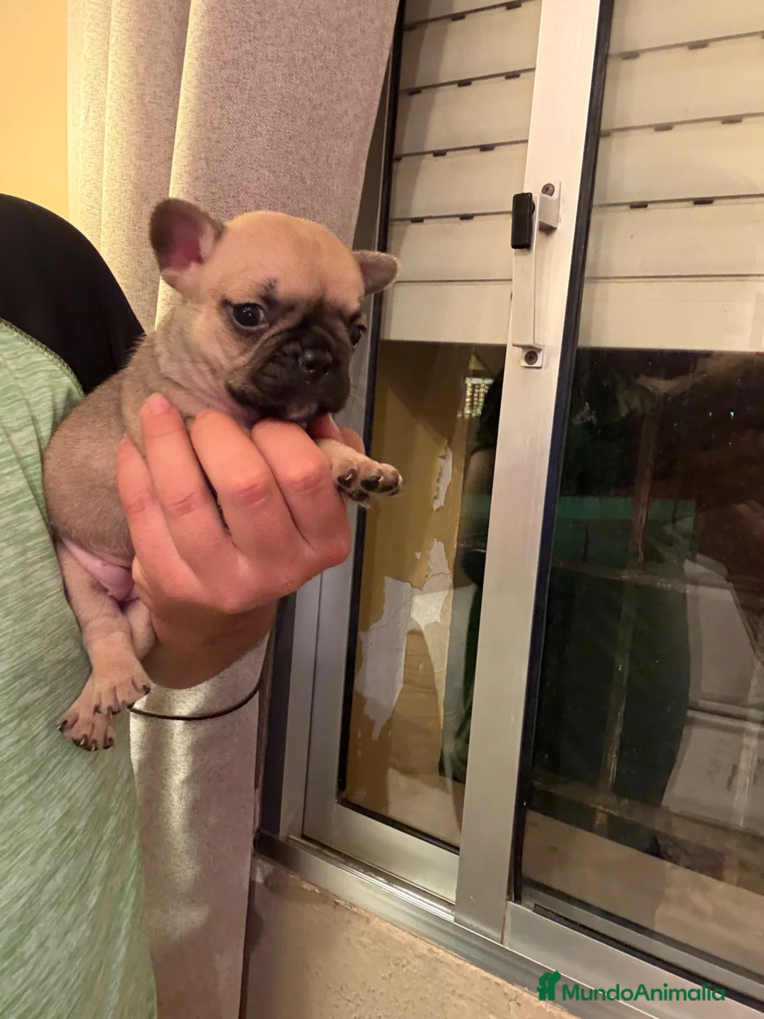 Bulldog Francés perros en venta: Bulldog francés  - Anuncio 2