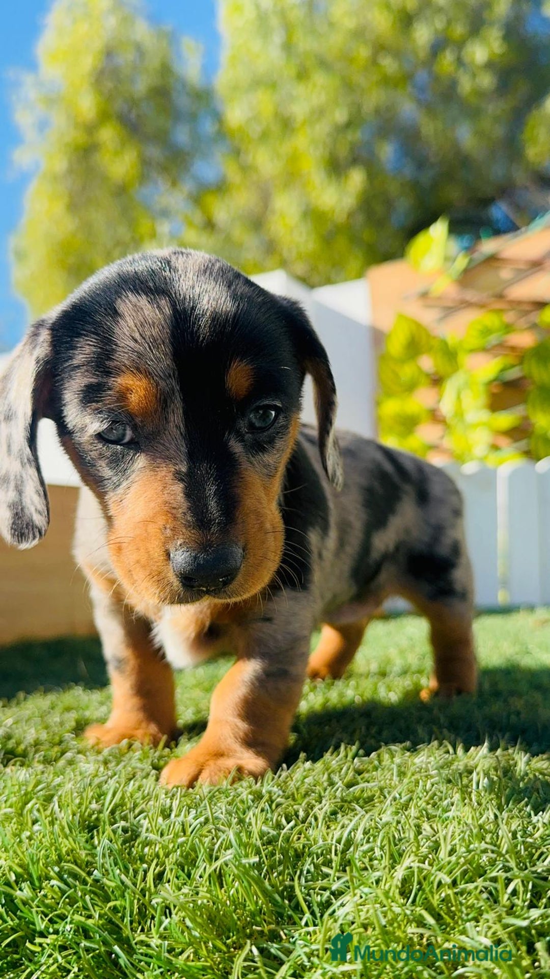 Teckel Miniatura perros en venta: TECKEL MINIATURA HEMBRA - Anuncio 18