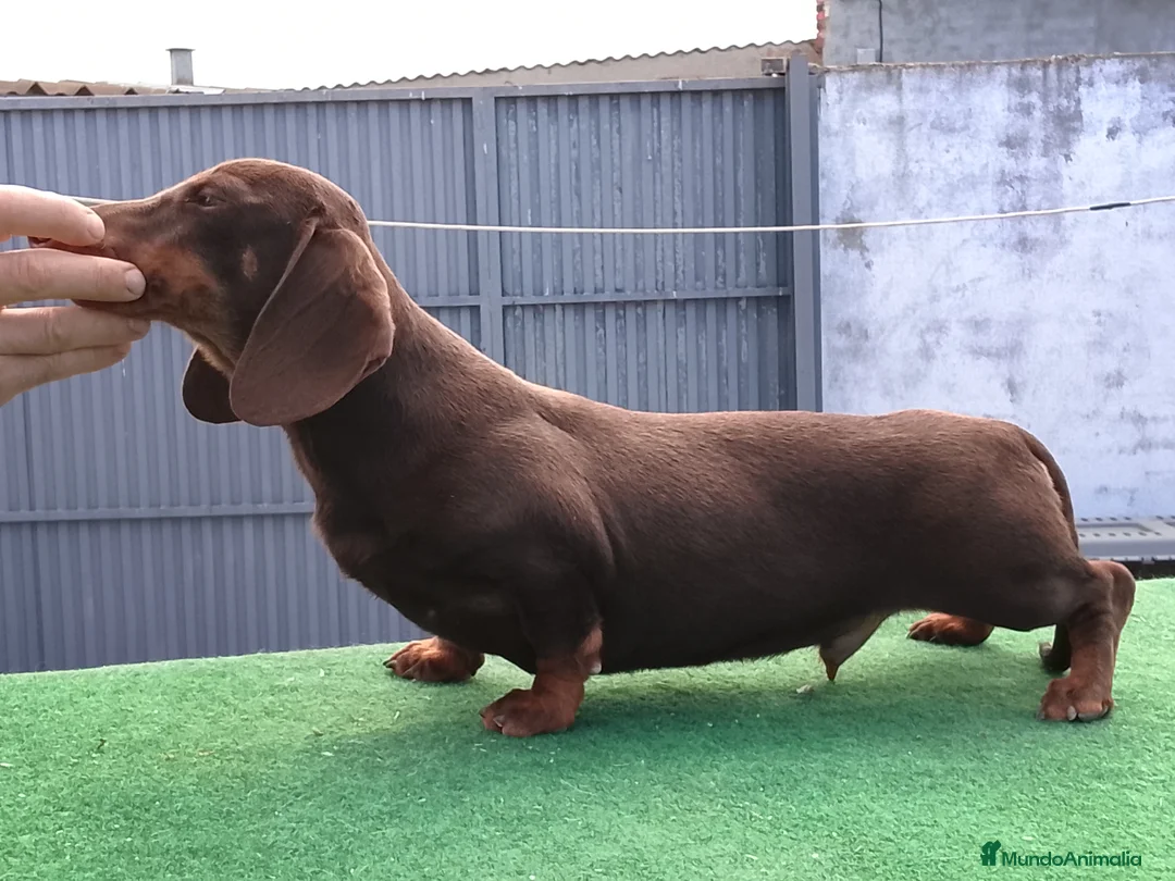 Teckel perros en venta: Cachorritos de teckel  - Anuncio 1