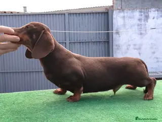 Teckel perros Cachorritos de teckel - Anuncio 3