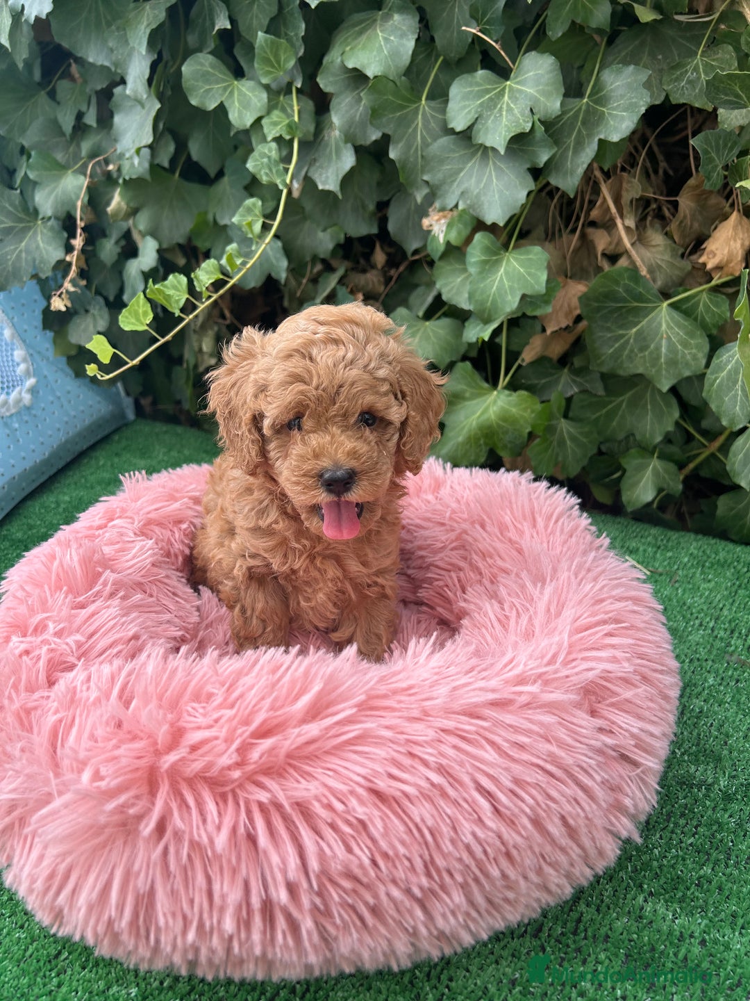 Raza Mixta perros en venta: caniche  - Anuncio 2