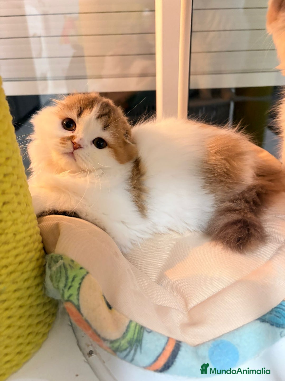 Scottish Fold gatos en venta: Scottish hembra pelo largo - Anuncio 1