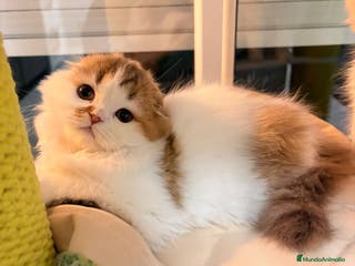 Scottish Fold gatos Scottish hembra pelo largo - Anuncio 3