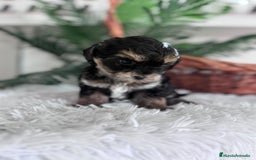 Raza Mixta perros en venta: YORKIPOO - Anuncio 17