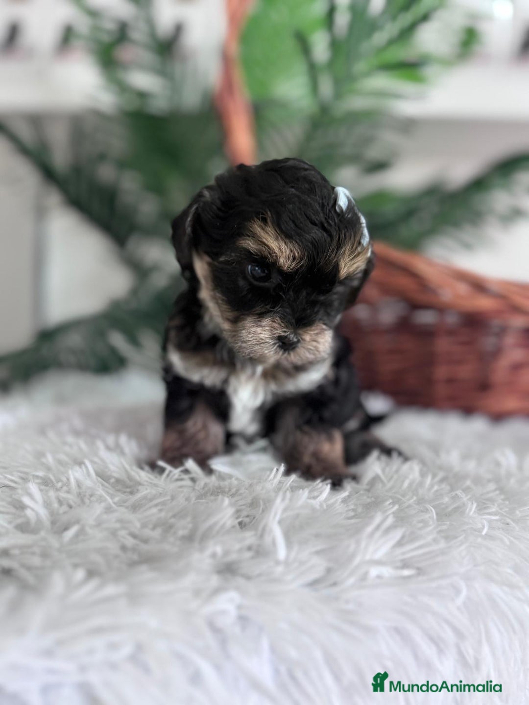 Raza Mixta perros en venta: YORKIPOO - Anuncio 17