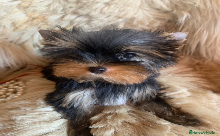 Yorkshire Terrier perros - Anuncio 2