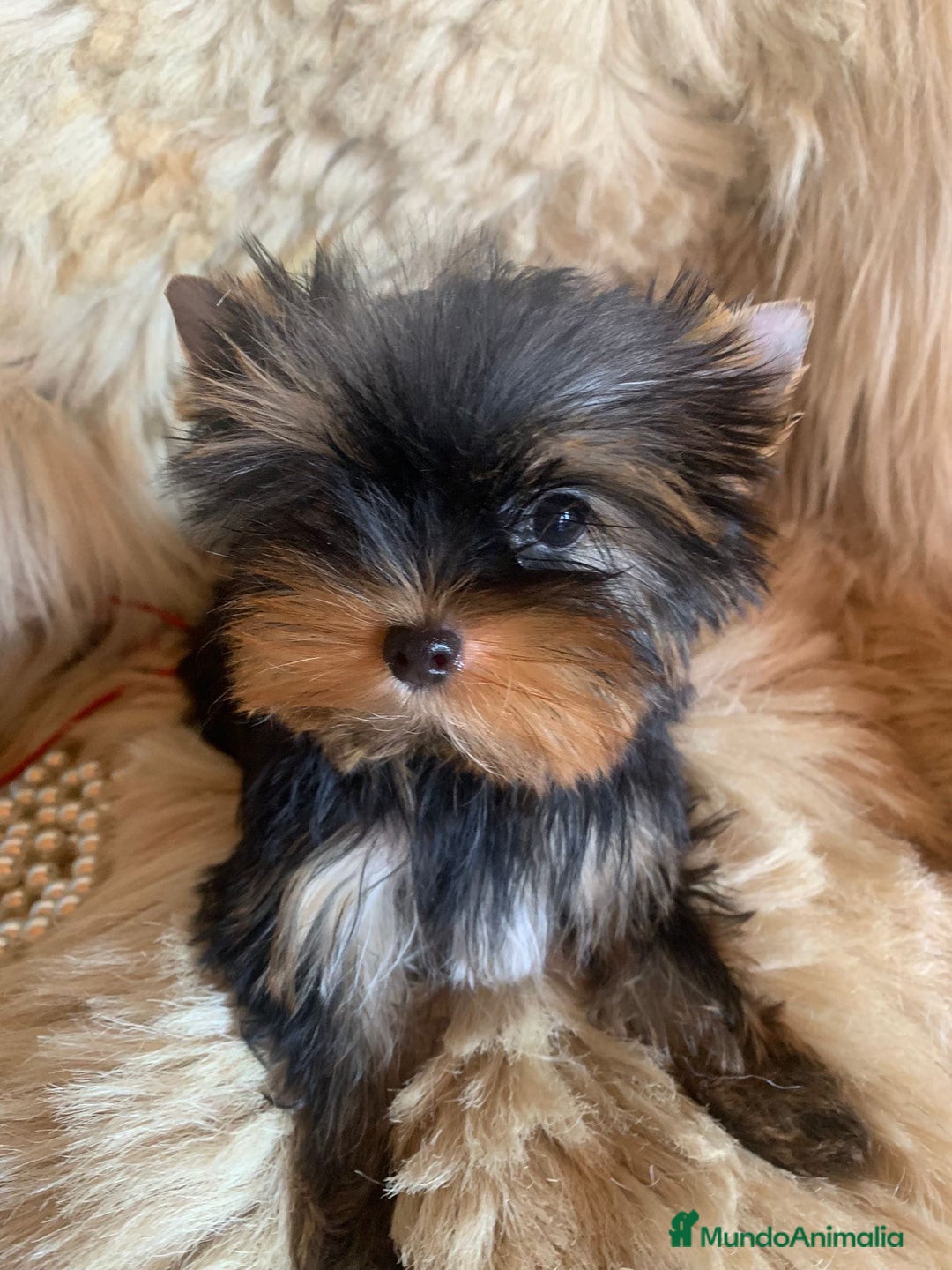 Yorkshire Terrier perros en venta: Camada de Yorkshire toy - Imagen 1