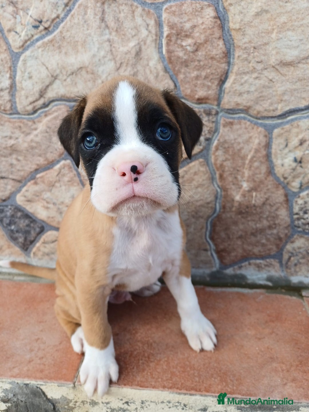 Boxer perros en venta: Bóxer  - Anuncio 2