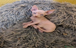 Sphynx gatos en venta: GATO EGIPCIO MACHO - Imagen 4