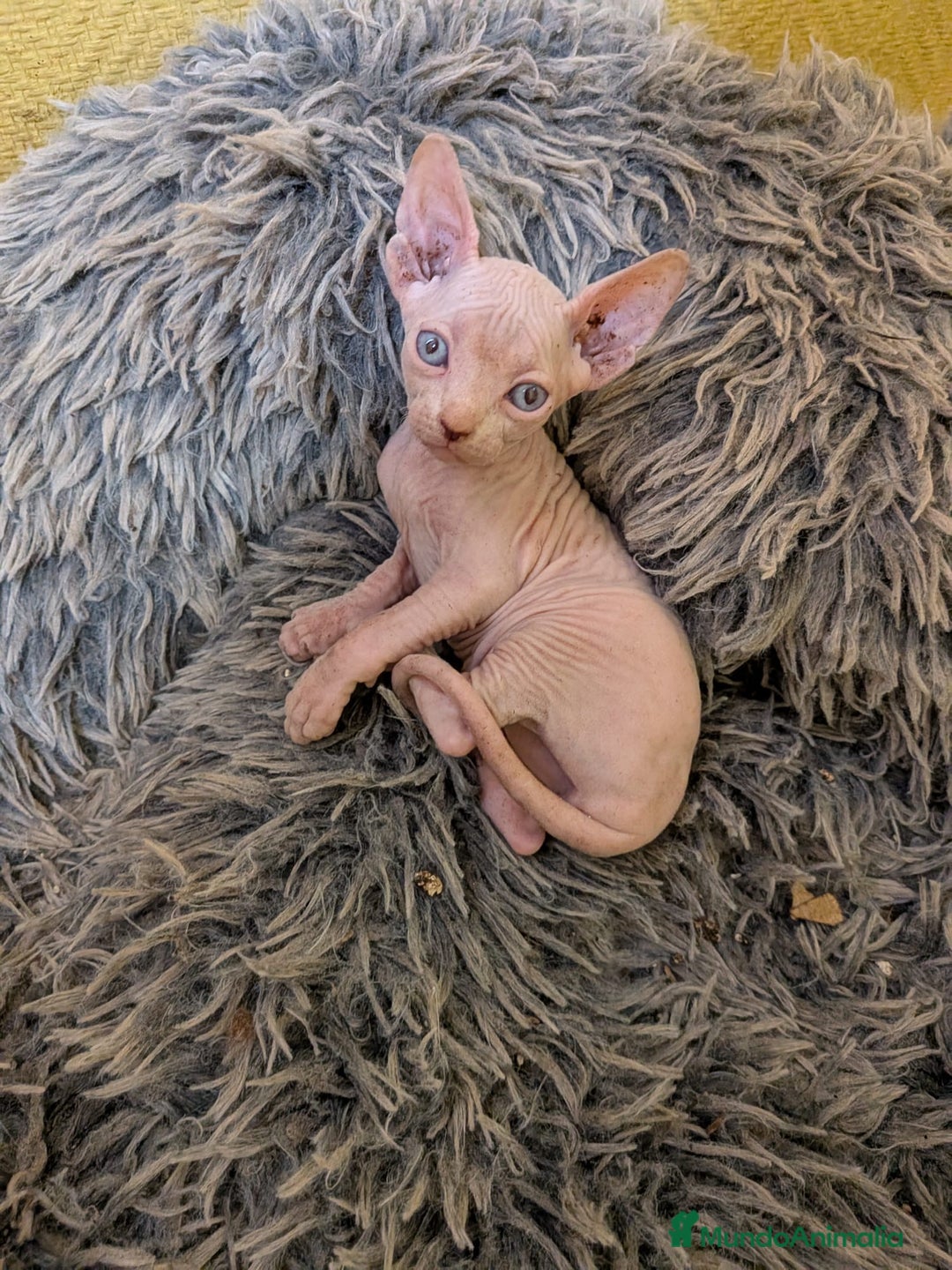 Sphynx gatos en venta: GATO EGIPCIO MACHO - Imagen 4