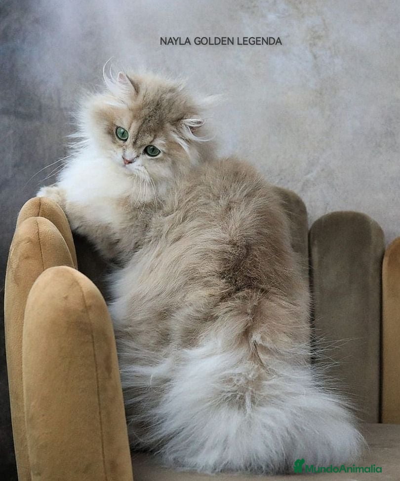 Británico de Pelo Corto gatos Gatito British golden shorthair pura raza - Anuncio 1