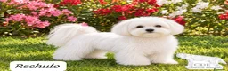 Bichón Maltés perros en venta: Machitos de Bichón Maltés  - Anuncio 2