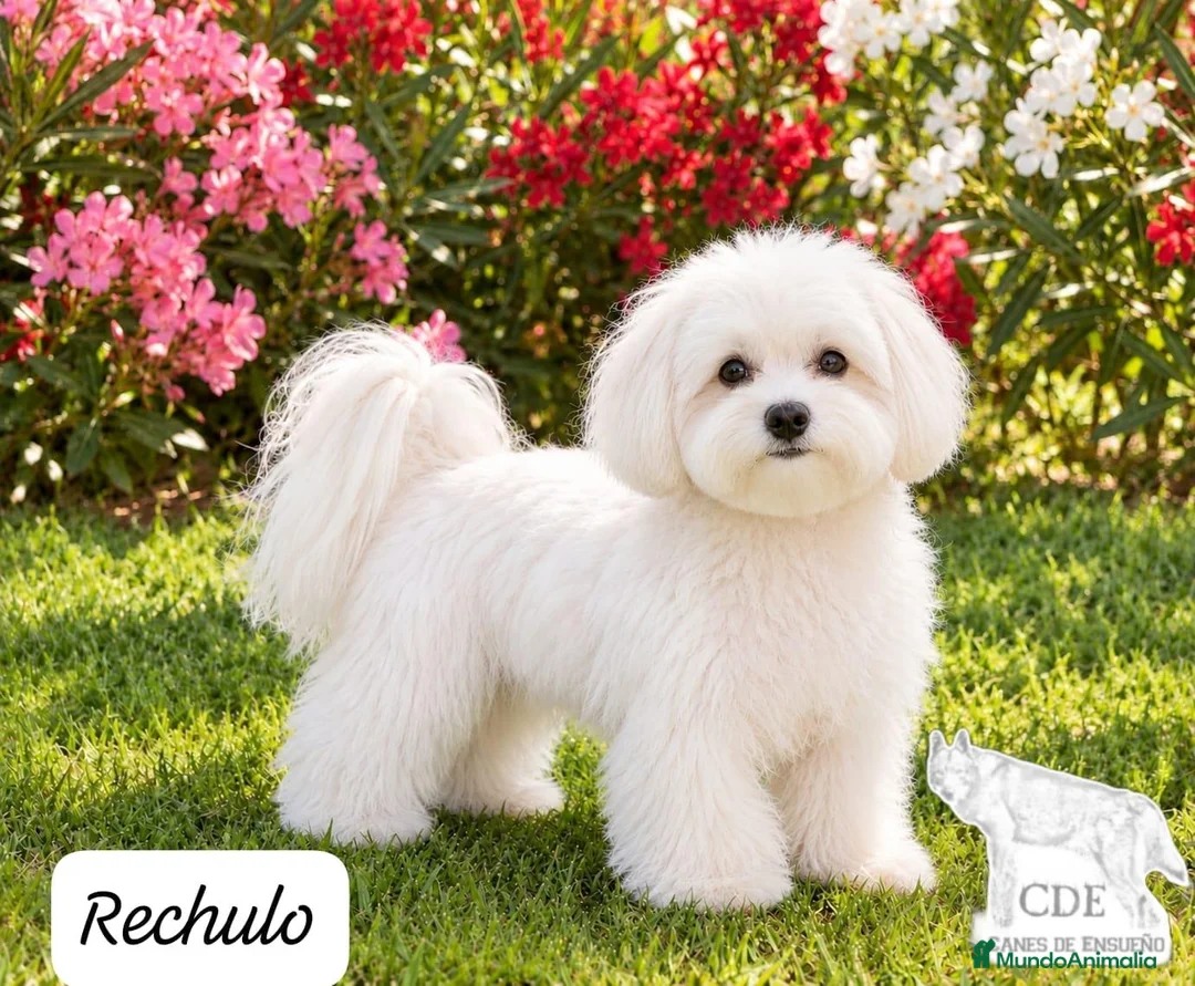 Bichón Maltés perros en venta: Machitos de Bichón Maltés  - Anuncio 2