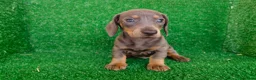 Teckel Miniatura perros en venta: Teckel miniatura  - Anuncio 12