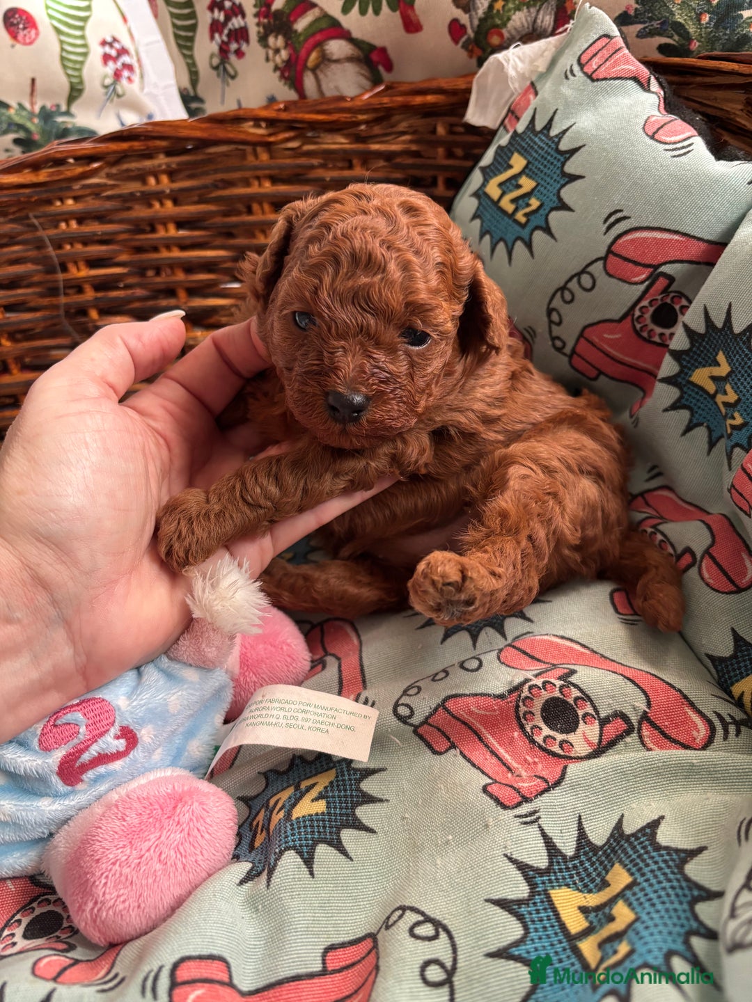 Caniche Toy perros en venta:  Caniche toy rojo  - Anuncio 3