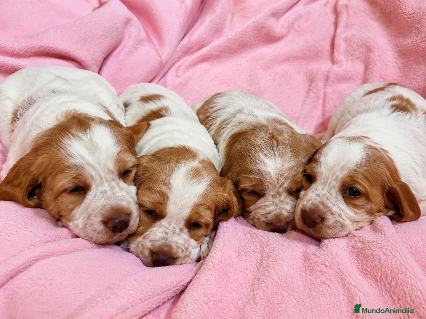 Épagneul Breton perros breton - madrid - entrega  - Anuncio 4