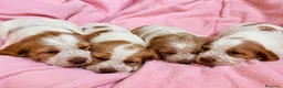 Épagneul Breton perros en venta: breton - madrid - entrega  - Anuncio 1