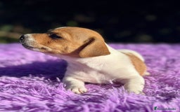 Jack Russell Terrier perros en venta: Jack Russell hembra bicolor.  - Imagen 4