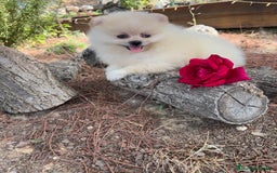 Pomerania perros en venta: Pomerania macho disponible  - Imagen 1