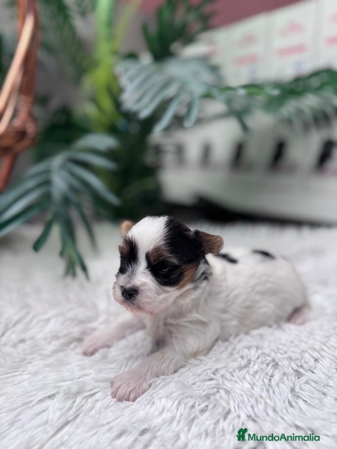 Yorkshire Terrier perros en venta: YORKSHIRE BIEWER - Anuncio 1