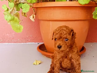 Caniche Toy perros - Anuncio 35