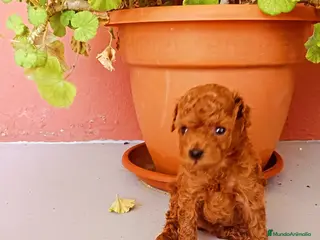 Caniche Toy perros Caniche toy - Anuncio 39