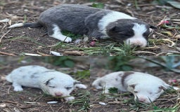 Border Collie perros en venta: 🐾 CACHORROS BORDER COLLIE DE ALTA CALIDAD 🐾 - Imagen 1