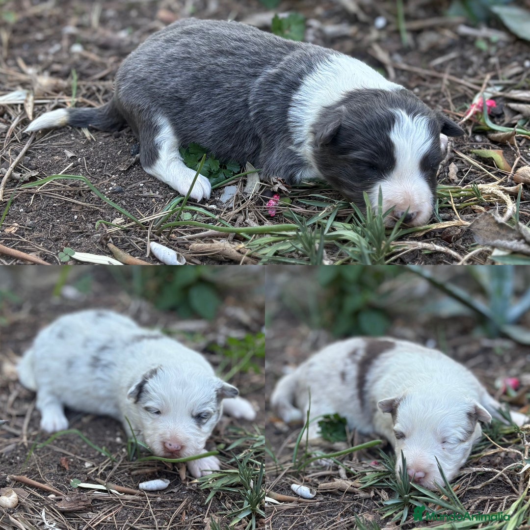 Border Collie perros en venta: 🐾 CACHORROS BORDER COLLIE DE ALTA CALIDAD 🐾 - Imagen 1