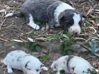 Border Collie perros - Anuncio 13
