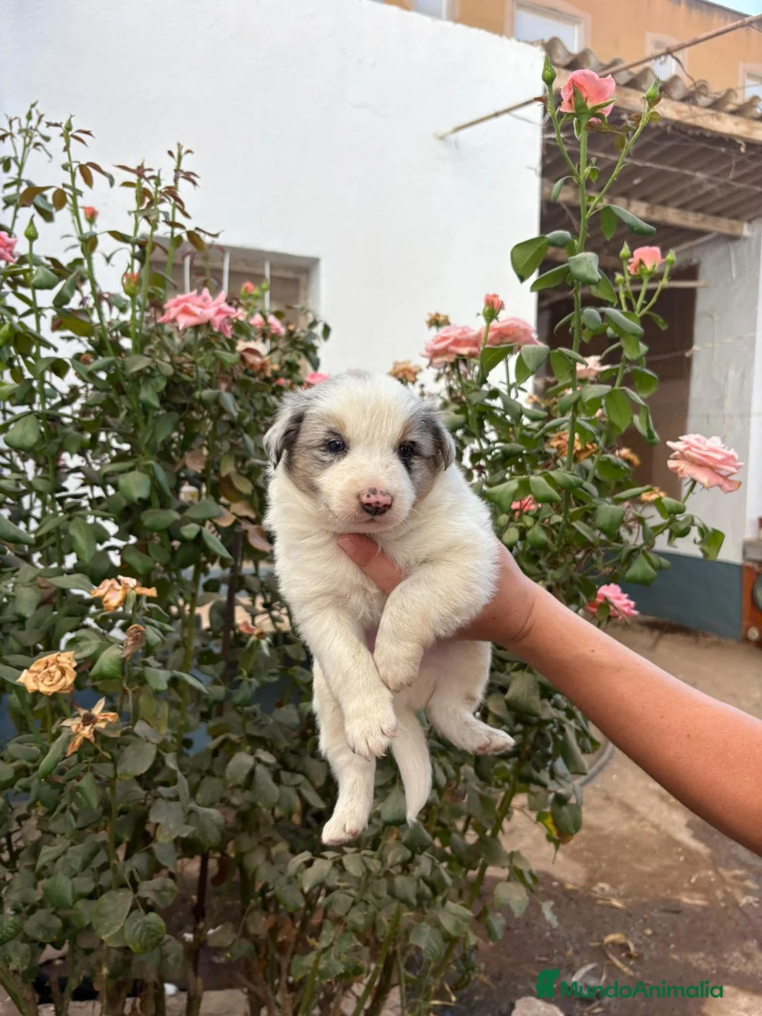 Border Collie perros en adopcion: Preciosos bebés - Anuncio 2