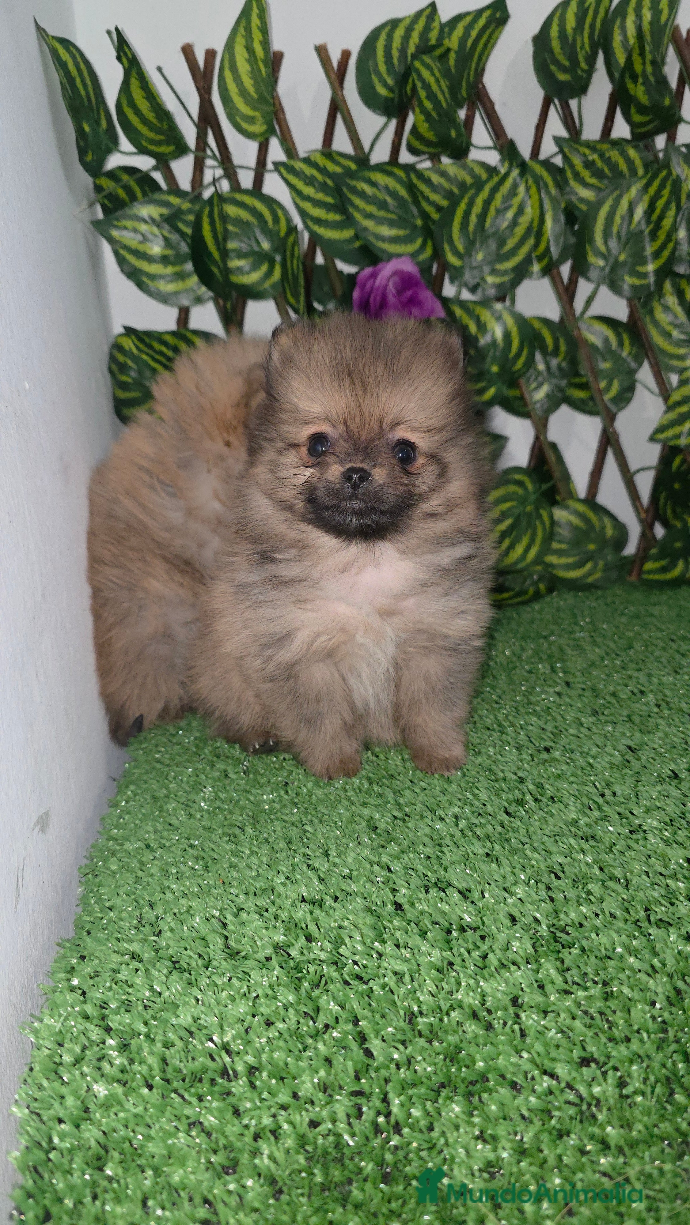 Pomerania perros Lulu pomerania  - Anuncio 1