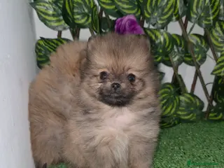 Pomerania perros Lulu pomerania - Anuncio 1