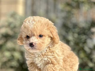 Maltipoo perros MALTIPOO TOY MACHITOS en Barcelona - Anuncio 9