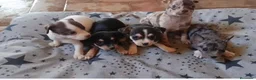Chihuahua perros en venta: Camada de 🌟Chihuahua 🌟 - Anuncio 4