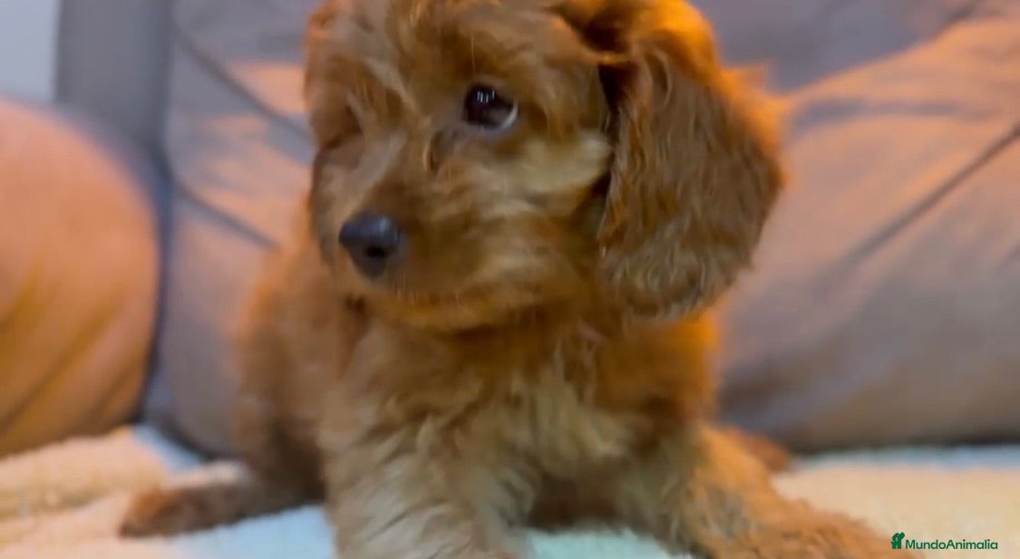 Cavapoo perros Cavapoo hembra  - Anuncio 1