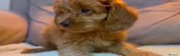 Cavapoo perros en venta: Cavapoo hembra  - Anuncio 1