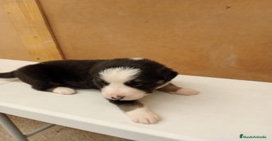 Border Collie perros - Anuncio 4