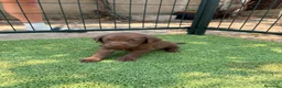 Labrador Retriever perros en venta: LABRADOR - Anuncio 28