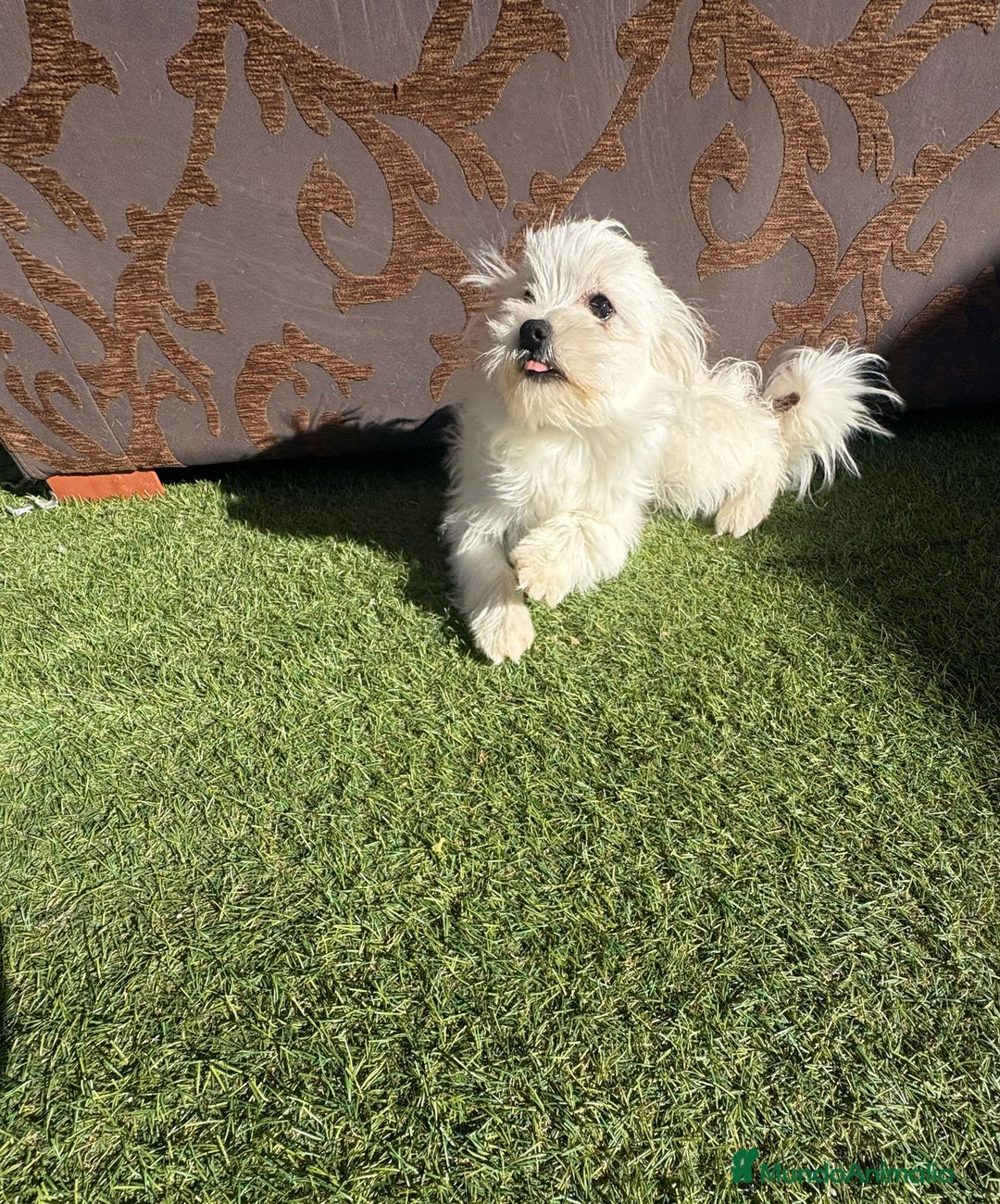 Raza Mixta perros en venta: Maltipom machos - Imagen 9