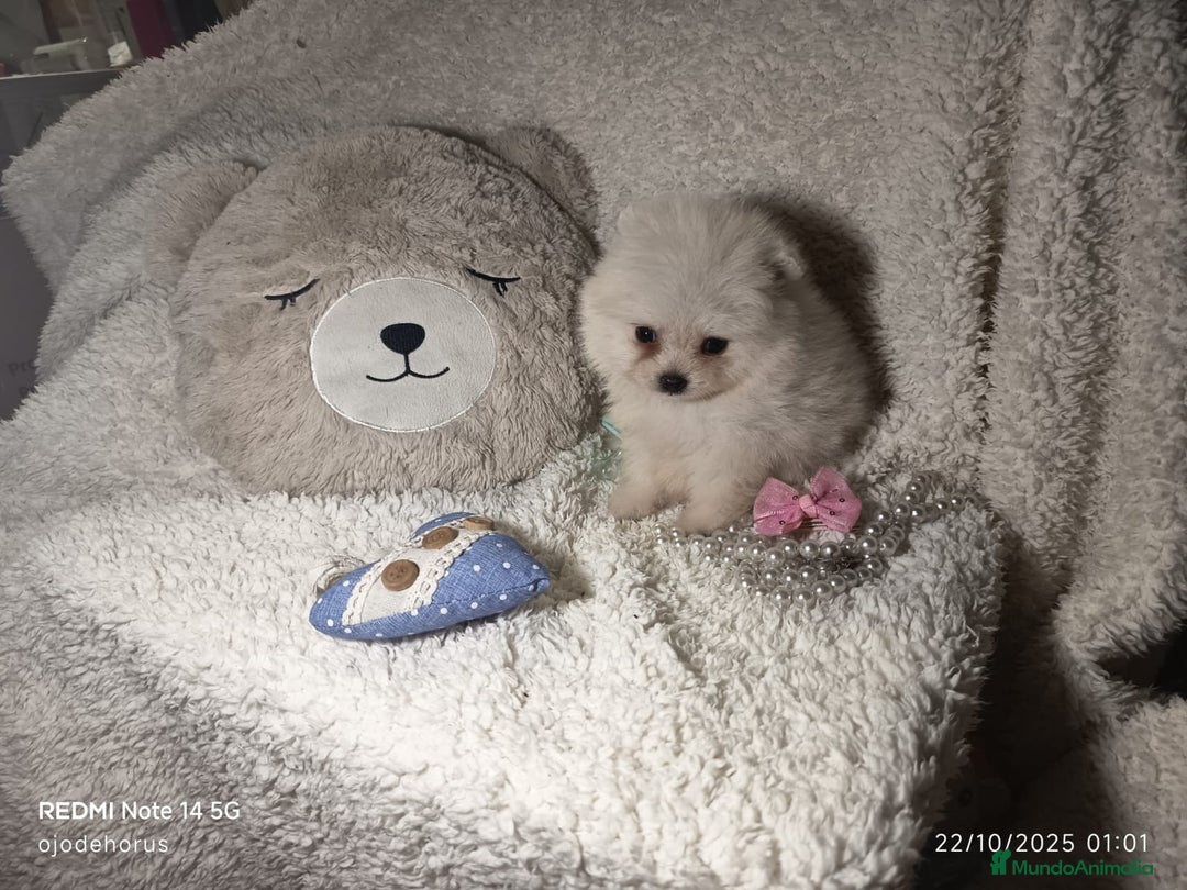 Pomerania perros en venta: ‼️POMERANIAS AMERICANOS TAMAÑO TOY  - Anuncio 3