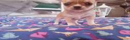Chihuahua perros en venta: Camada Flapi Chihuahua  - Anuncio 7
