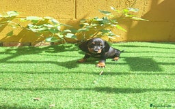 Teckel Miniatura perros en venta: TECKEL MINIATURA  - Imagen 1