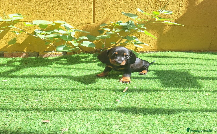 Teckel Miniatura perros - Propaganda 2